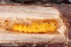 kozlíček lískový (Brouci), Oberea linearis, Cerambycidae, Phytoeciini (Coleoptera)